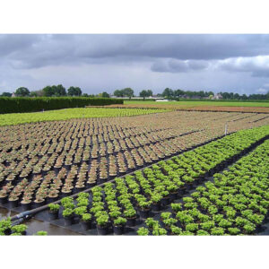 MALLA ANTI-HIERBAS NEGRA 100g 1x25m FUN&GO