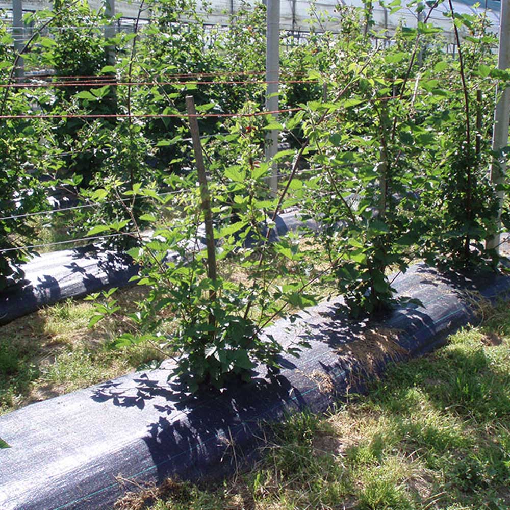 MALLA ANTIHIERBA 100 gr 1 x 100 m COLOR NEGRA FUN & GO