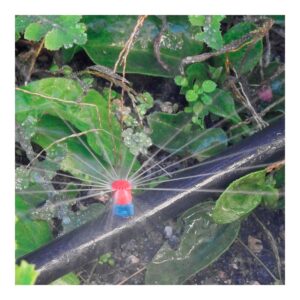 PACK CON 10 MAXI JETS 360° BLUE BIRD