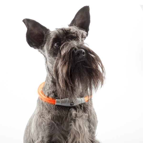 COLLAR DE LED PARA MASCOTAS PETLUX V0103458 INNOVAGOODS - Imagen 3