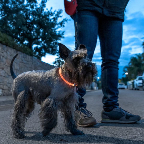 COLLAR DE LED PARA MASCOTAS PETLUX V0103458 INNOVAGOODS - Imagen 8