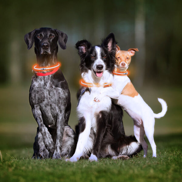 COLLAR DE LED PARA MASCOTAS PETLUX V0103458 INNOVAGOODS - Imagen 9