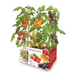 CAJA DE TOMATES DE COLORES 30 x 19,5 x 16,2 cm