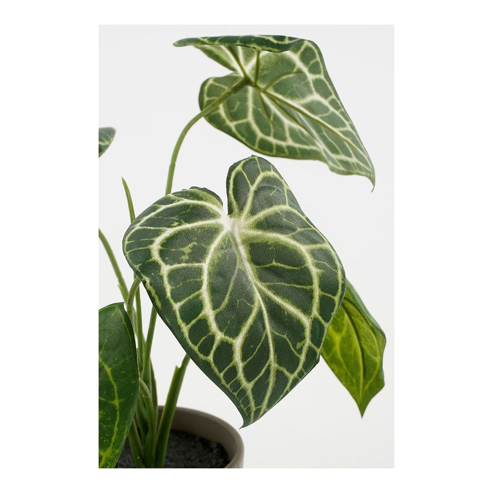 MACETA CALADIUM OREJA DE ELEFANTE VERDE, Ø21 x 28 cm - Imagen 2