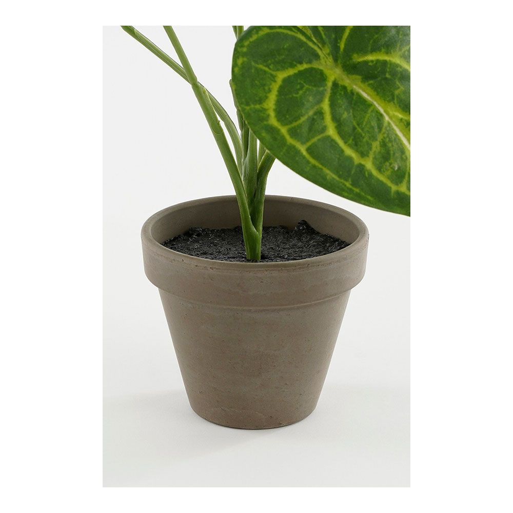 MACETA CALADIUM OREJA DE ELEFANTE VERDE, Ø21 x 28 cm - Imagen 4