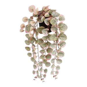MACETA COLGANTE CEROPEGIA WOODII COLLAR DE CORAZONES ROSA, 12 x 10 x 46 cm